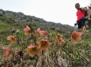 48 Ellebori (Helleborus niger)  in avanzata fioritura ancora in forma